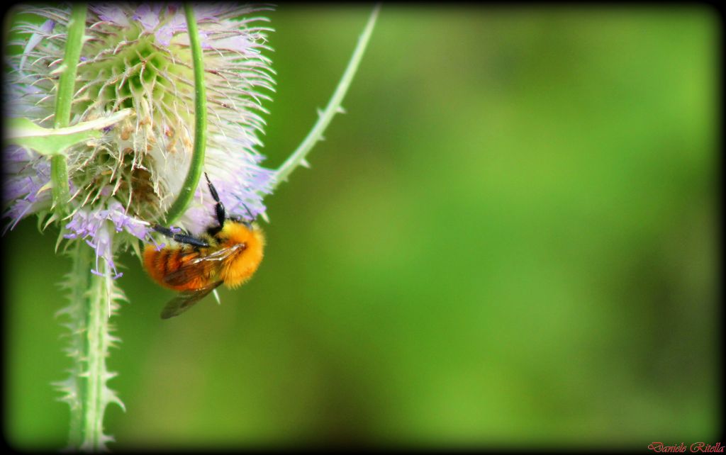 Bombus pascuorum???